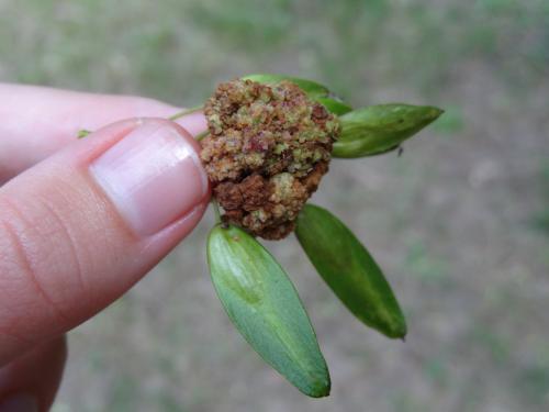 Aceria fraxinivora